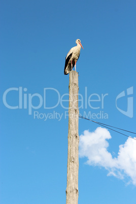 stork standing on the rural telegraph-pole