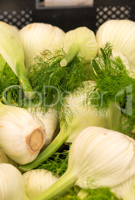 Fennel