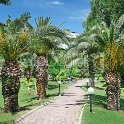 Beautiful palm alley in the park