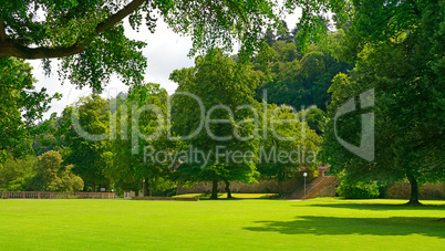 Beautiful meadow in the park