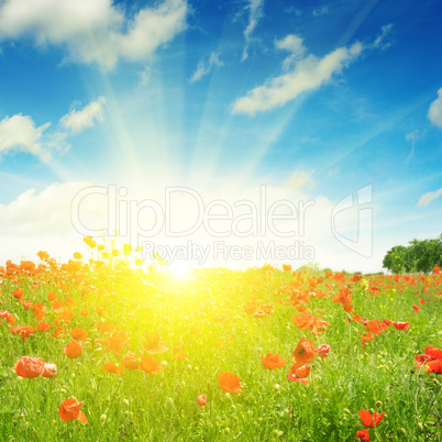 field with poppies and sun on blue sky