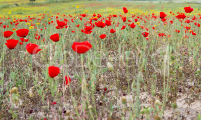Wild red poppy and yellow daisy flowers .