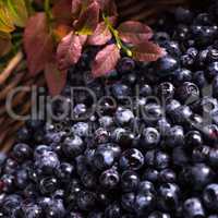 European blueberry