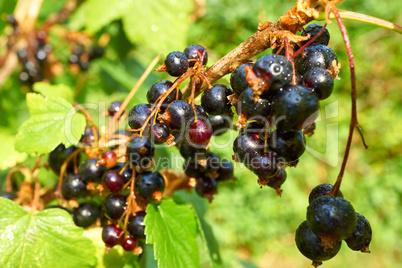 Nahaufnahme von schwarzen Johannisbeeren im Garten