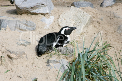 humboldt penguin  (Spheniscus humboldti)