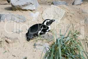 humboldt penguin  (Spheniscus humboldti)