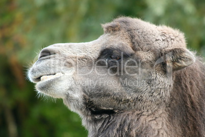 Camel  (Camelidae)