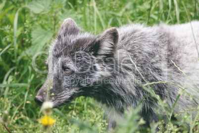 arctic fox  (Vulpes lagopus)