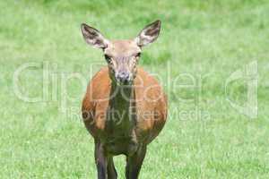 Red deer (Cervus elaphus)