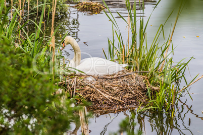 Breedig swan