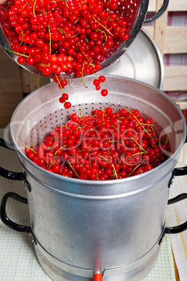 Reife Johannisbeeren in Entsafter geben um Sirup herzustellen