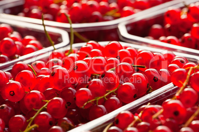 Nahaufnahme roter Johannisbeeren in Kunststoffschalen