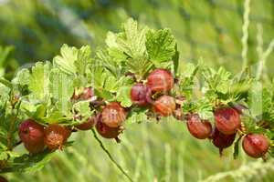 Rote Stachelbeeren mit Wassertropfen am Strauch im Garten