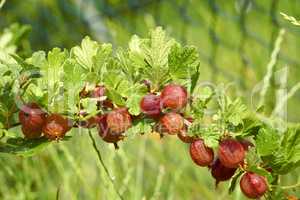 Rote Stachelbeeren mit Wassertropfen am Strauch im Garten