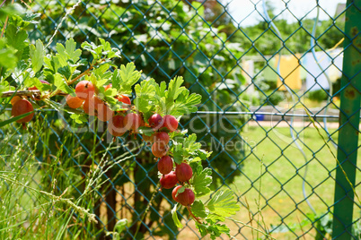 Rote Stachelbeeren am Strauch im Garten