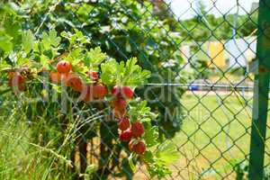 Rote Stachelbeeren am Strauch im Garten
