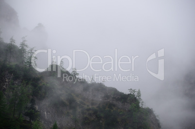 wald am berg mit nebel