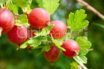 Nahaufnahme von roten Stachelbeeren im Garten