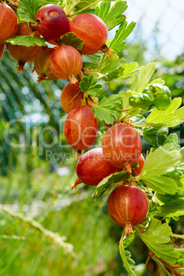 Nahaufnahme von roten Stachelbeeren im Garten