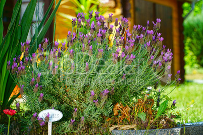 Schöner blühender Lavendel im Garten