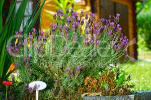 Schöner blühender Lavendel im Garten