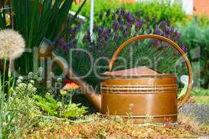 Kupfergießkanne steht im Garten vor Lavendel
