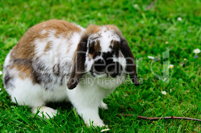 kleiner lieber hase schaut