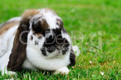 lieber widderhase liegt im gras