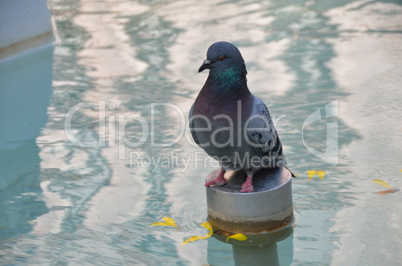 taube sitzt in brunnen