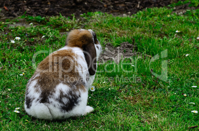 widderhase im gras im sommer