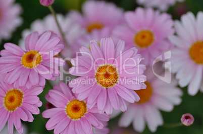 schoene fliederfarbene blumen von oben