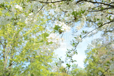 цветы вишни на фоне зеленого дерева