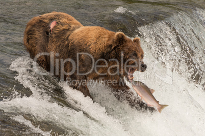 Bear about to catch salmon in mouth