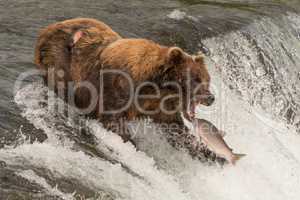 Bear about to catch salmon in mouth