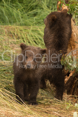 Bear cub looking at camera beside another