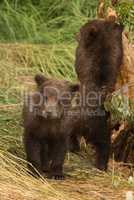 Bear cub looking at camera beside another