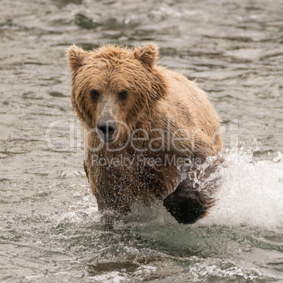 Bear splashing through river with paw raised