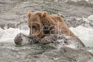 Bear tries to catch salmon in river
