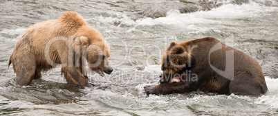Bear watches another eat salmon in river