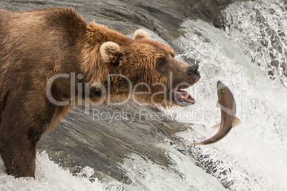 Brown bear about to catch a salmon