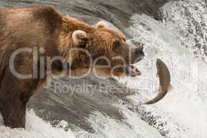 Brown bear about to catch a salmon