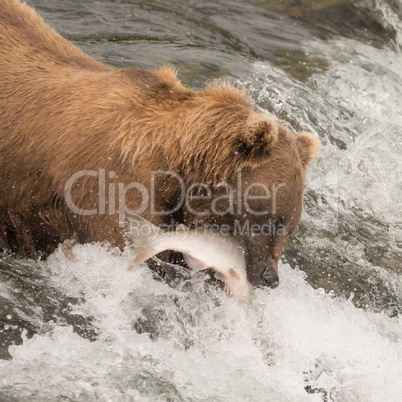 Brown bear catching salmon at Brooks Falls