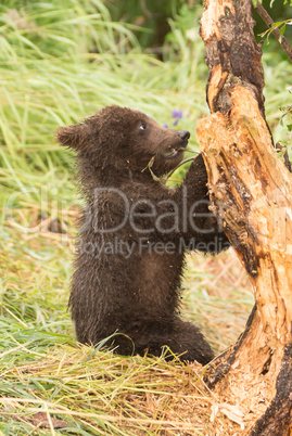 Brown bear cub chews branch of tree
