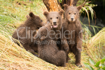 Brown bear cub standing beside three siblings