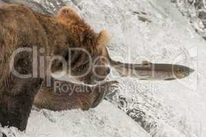 Close-up of bear reaching for leaping salmon