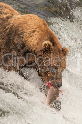 Close-up of bear with salmon in mouth
