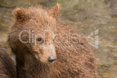 Close-up of brown bear cub turning head