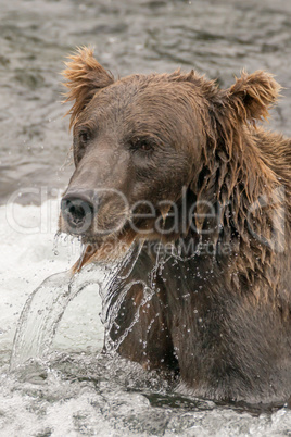 Close-up of drenched brown bear in river