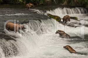 Five bears salmon fishing at Brooks Falls