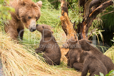 Four bear cubs greet mother beside tree